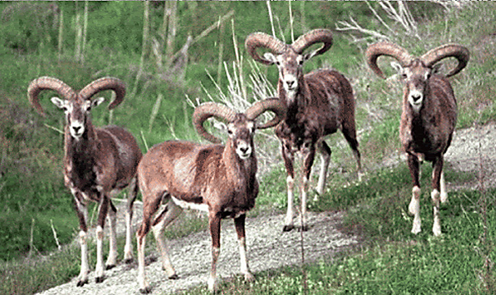 Wild Sheep at Risk from Foot-and-Mouth Disease – Services on Alert for Protection