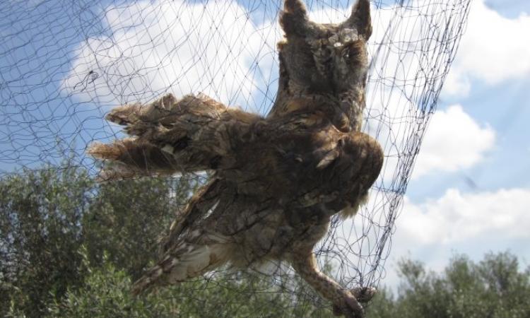 Καταδίκη 55 προσώπων για λαθροθηρία πτηνών – Πρόστιμα €239.000 μόνο το φθινόπωρο