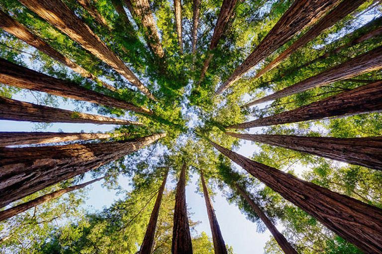 Μελισσοχώρια: Εμπλουτίζονται με πέραν των 1.000 δέντρων