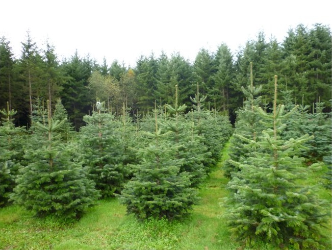 Χρυσά δάση για… ψίχουλα στα ξενοδοχεία στην Αγία Νάπα