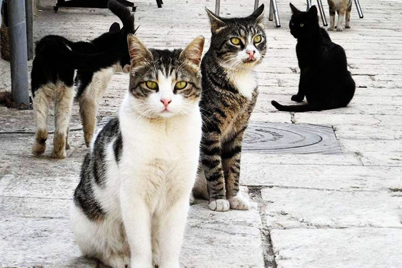 Κόμμα για τα Ζώα: Ερωτήματα για καθυστερήσεις στο πρόγραμμα στειρώσεων αδέσποτων ζώων