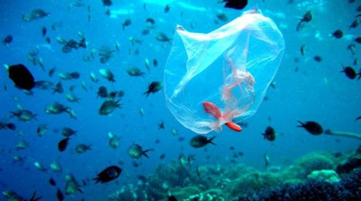 Μικροπλαστικά σε ψάρια: Σοβαρές διαστάσεις ρύπανσης καταδεικνύουν νέες μελέτες