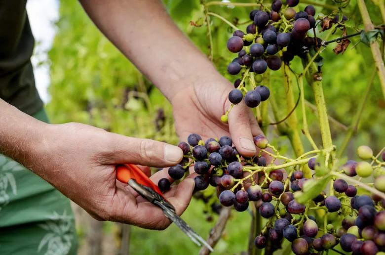 Καταβλήθηκε οικονομική ενίσχυση €229.360 σε οινοπαραγωγούς
