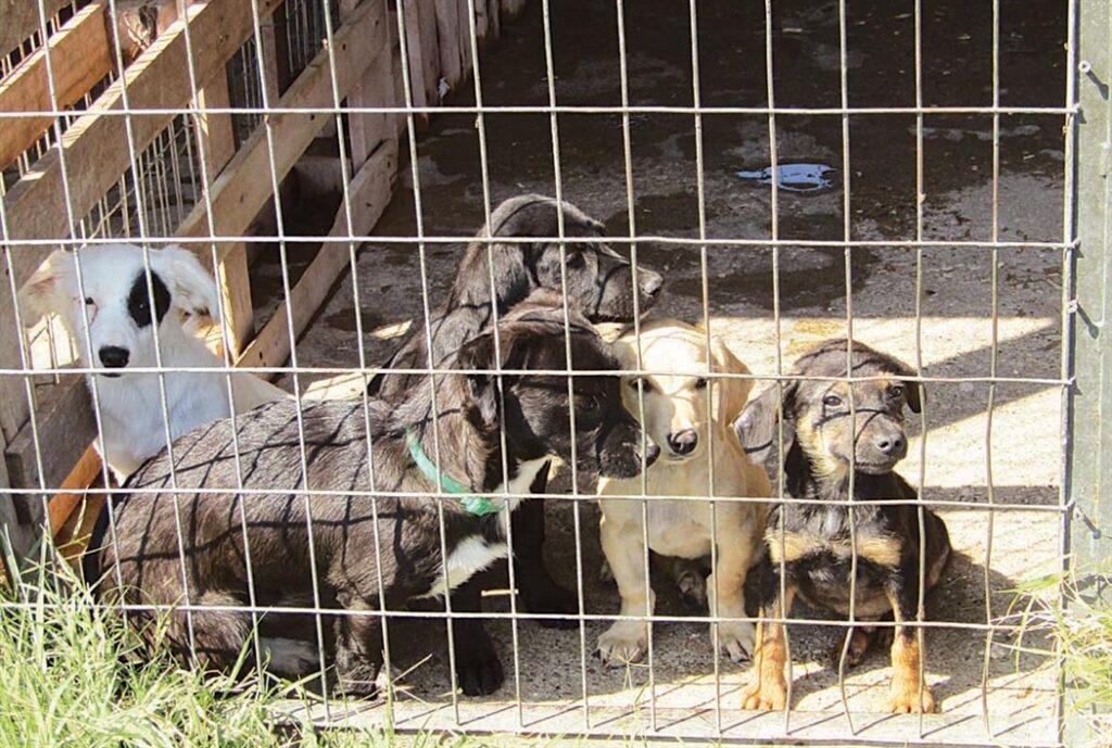 Υπόμνημα στον Πρόεδρο για «αδράνεια» στην ευημερία των ζώων κατέθεσαν φιλοζωικές οργανώσεις και κόμματα