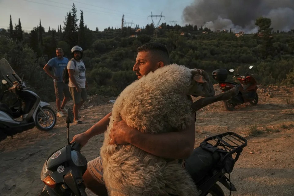 «Λύστε τα ζώα. Πάρτε τα μαζί»: Εκκλήσεις για διάσωση ζώων από τις φωτιές – Συγκινητικές εικόνες στην Αχαΐα