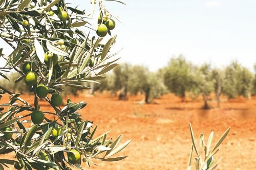 Ο μαρασμός και η ανάγκη ανάπτυξης του πρωτογενούς τομέα