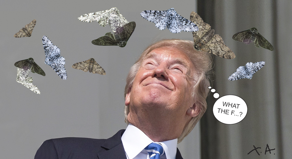 Οι πεταλούδες του Μάντσεστερ