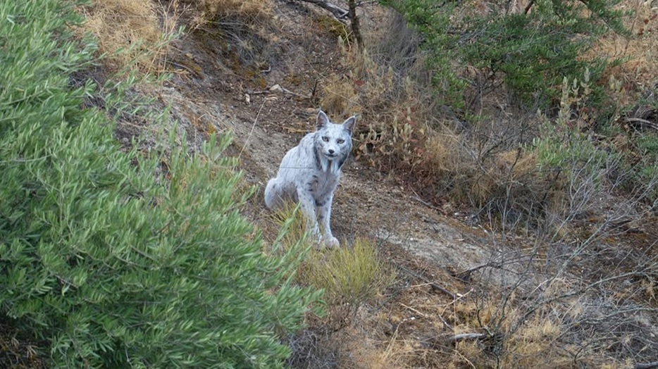 Ισπανία: Ένα σχεδόν μυθικό αιλουροειδές φωτογραφήθηκε για πρώτη φορά – Ο Ιβηρικός λευκός λύγκας και οι προσπάθειες να μην εξαφανιστεί