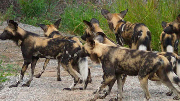 Αγέλη σκύλων κατασπαράζει αμνοερίφια στην επαρχία Πάφου – Φωνάζουν οι κτηνοτρόφοι