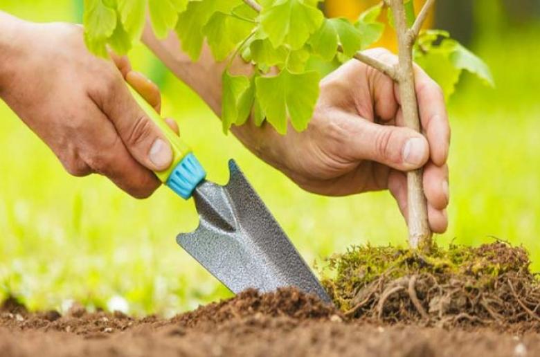 Τμήμα Δασών: Δωρεάν παραχώρηση δενδρυλλίων για αντιμετώπιση της κλιματικής αλλαγής