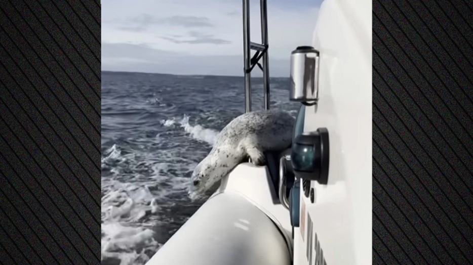 Η… μεγάλη απόδραση: Φώκια ξεφεύγει από τις όρκες – Πήδηξε στο σκάφος φωτογράφου