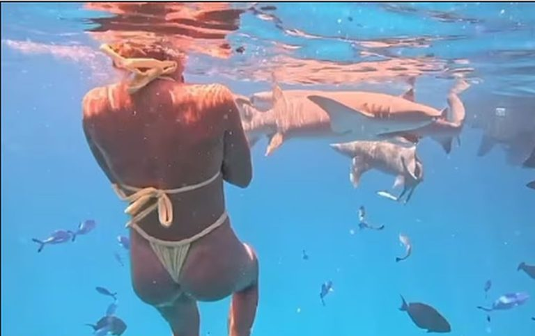 Η κορυφαία τενίστρια στον κόσμο κολυμπά δίπλα από καρχαρίες στις Μαλδίβες (βίντεο)