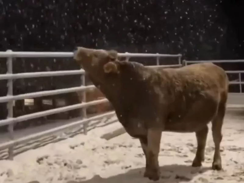 Μικρή αγελάδα βλέπει χιόνι για πρώτη φορά και ξετρελένεται – Δείτε βίντεο