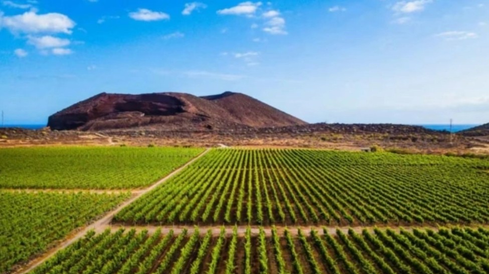 Κανάρια Νησιά: Αντικατέστησαν τις μπανάνες με καπνό και… απογείωσαν τις εξαγωγές τους!