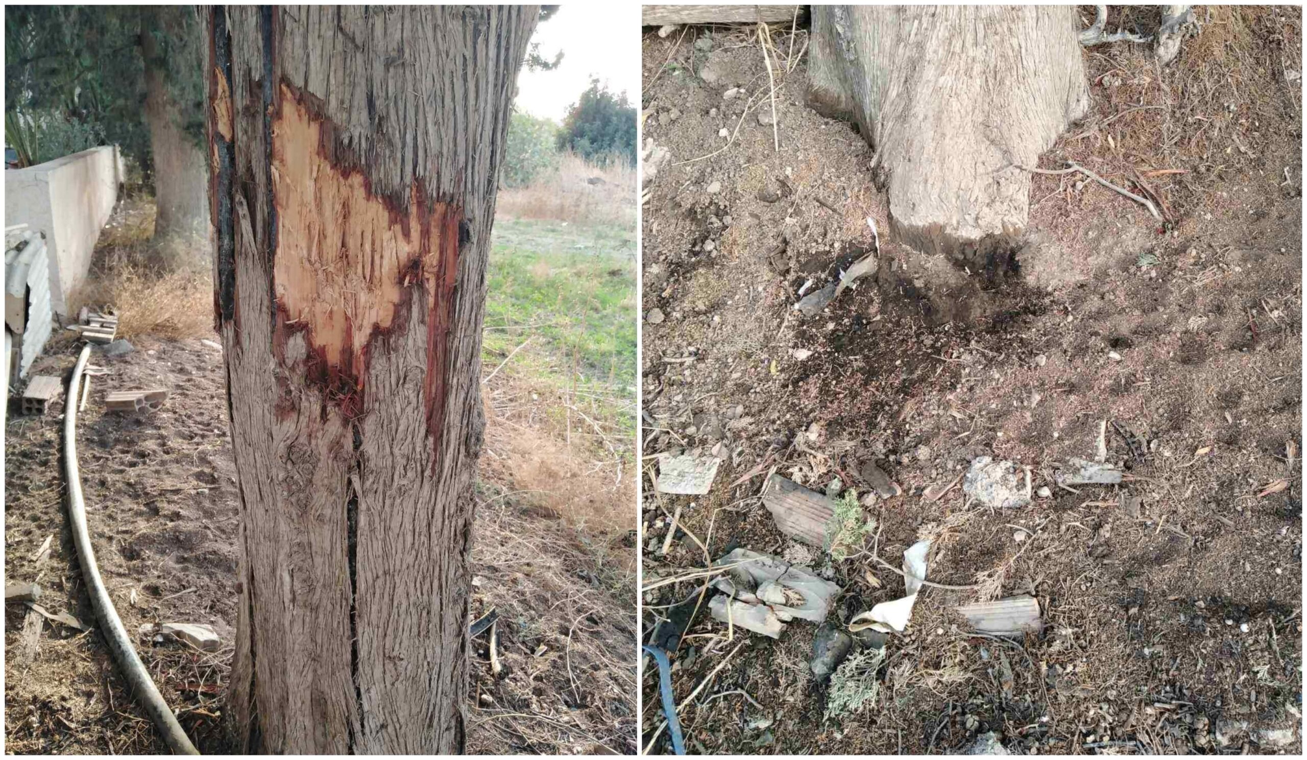 Τους έφταιξαν τα κυπαρίσσια – Προσπάθησαν να καταστρέψουν Εθνικό Μνημείο της Φύσης στους Τρούλλους (εικόνες)