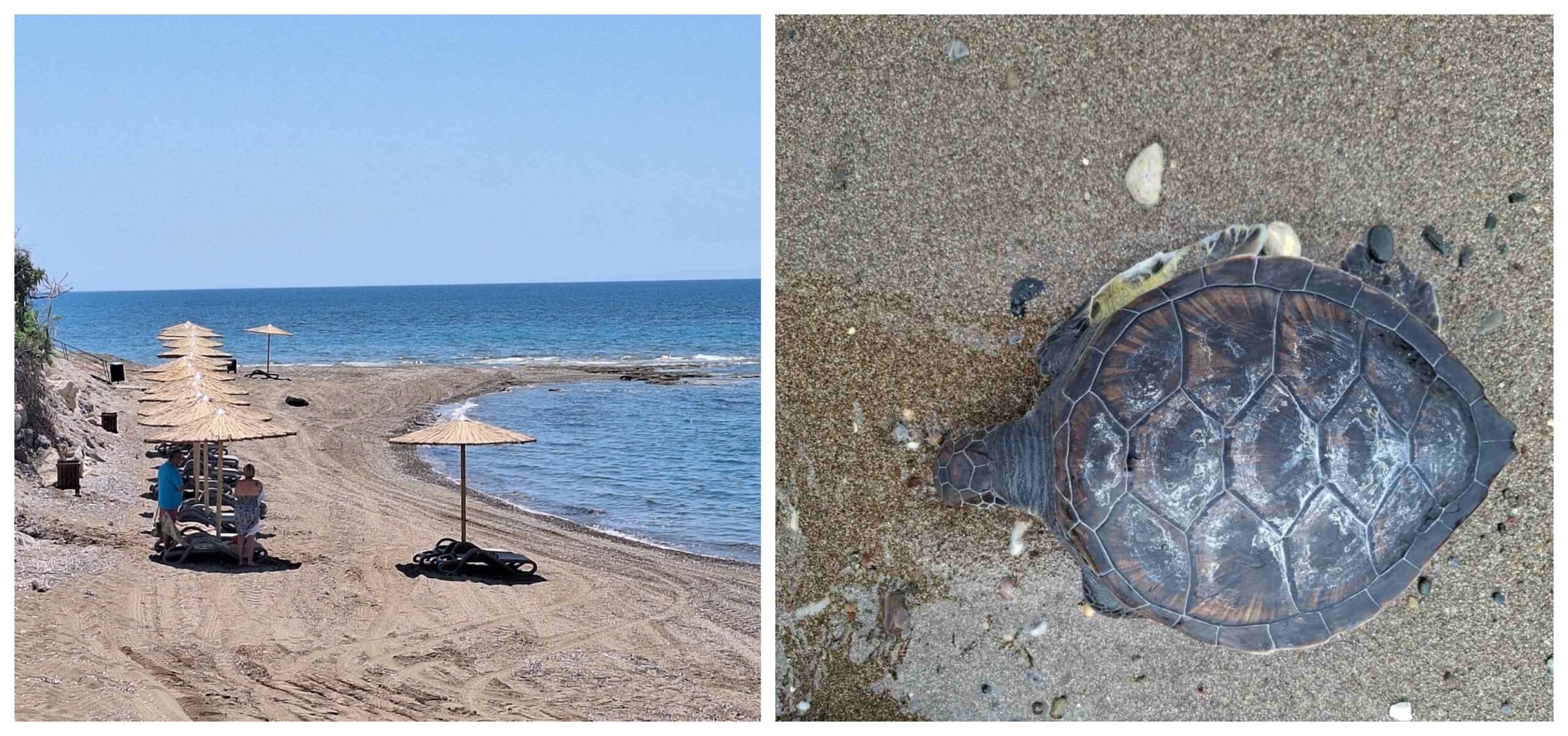 Νεκρή χελώνα εντοπίστηκε σε παραλία – Διερευνά το περιστατικό το Τμήμα Αλιείας (εικόνες)