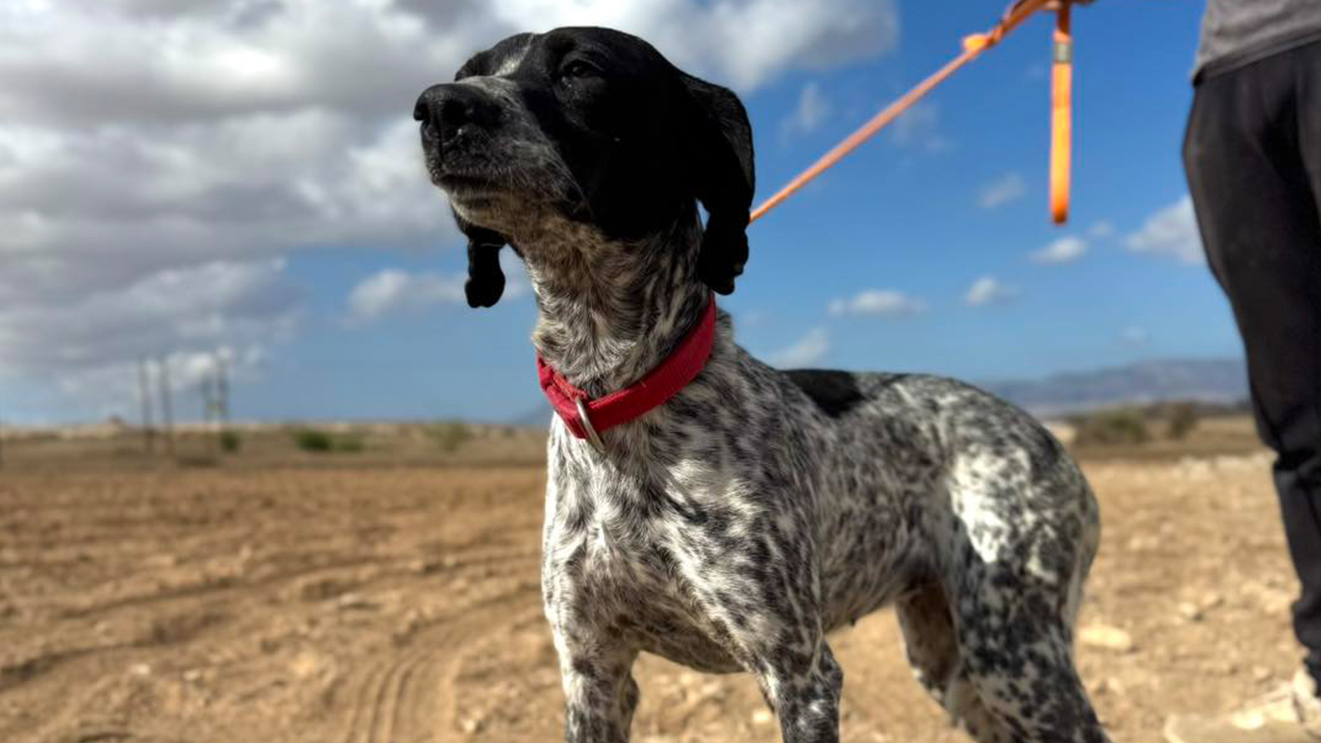 Προς υιοθεσία: Ψάχνω ένα σπίτι!