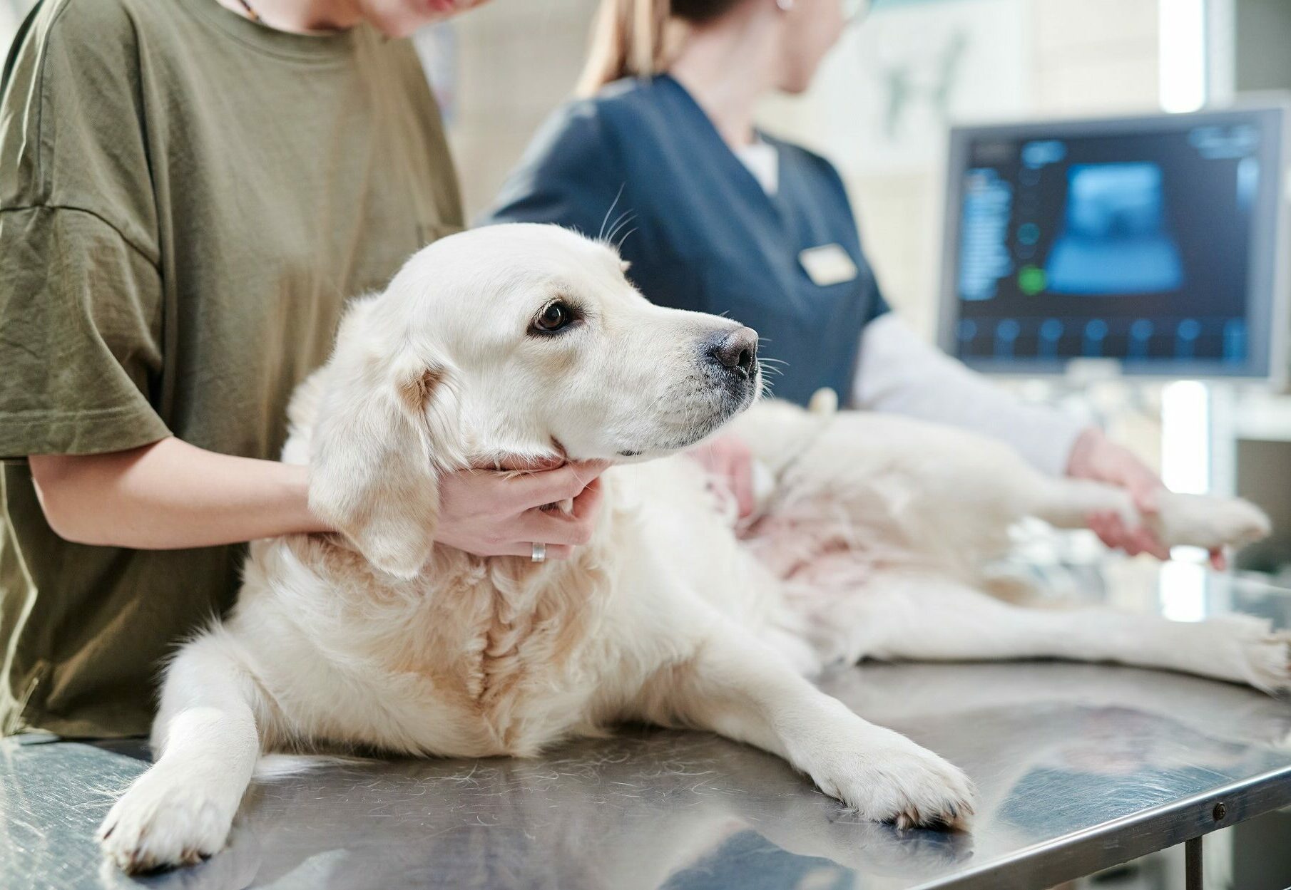 Σκύλος με καρκίνο: Πόσο καιρό ζει ένας σκύλος μετά τη διάγνωση – Οι παράγοντες που επηρεάζουν τη διάρκεια ζωής