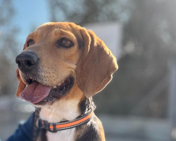 Προς υιοθεσία: Ψάχνω ένα σπίτι!