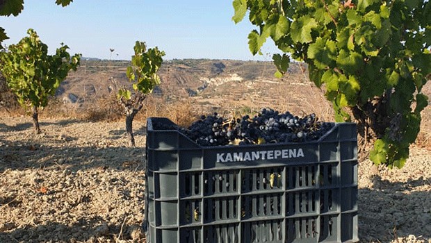 Το χρώμα του χρήματος βλέπουν σήμερα οι αμπελουργοί