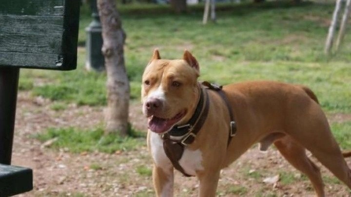 Τραγωδία στη Ζάκυνθο: Νεκρό παιδί δύο ετών από επίθεση σκύλου