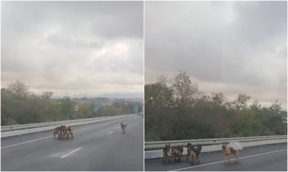 Αγέλη σκύλων βγήκε στον αυτοκινητόδρομο – Σε κινητοποίηση η αστυνομία
