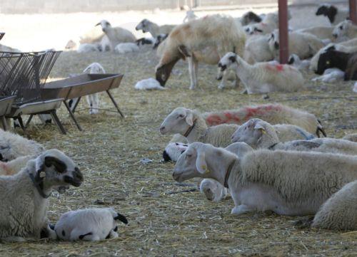Ενισχυμένα μέτρα για τον αφθώδη πυρετό: 24ωρη κάλυψη σημείων διέλευσης από κατεχόμενα για απολύμανση οχημάτων