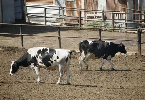 Ντοκιμαντέρ για την ιστορία της κυπριακής αγελάδας προβλήθηκε στη Λευκωσία