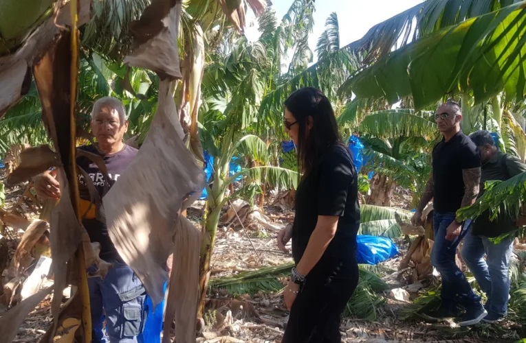 Μπανανοπαραγωγοί Πάφου: Φως στην άκρη του τούνελ μετά από ένα εφιαλτικό 2025