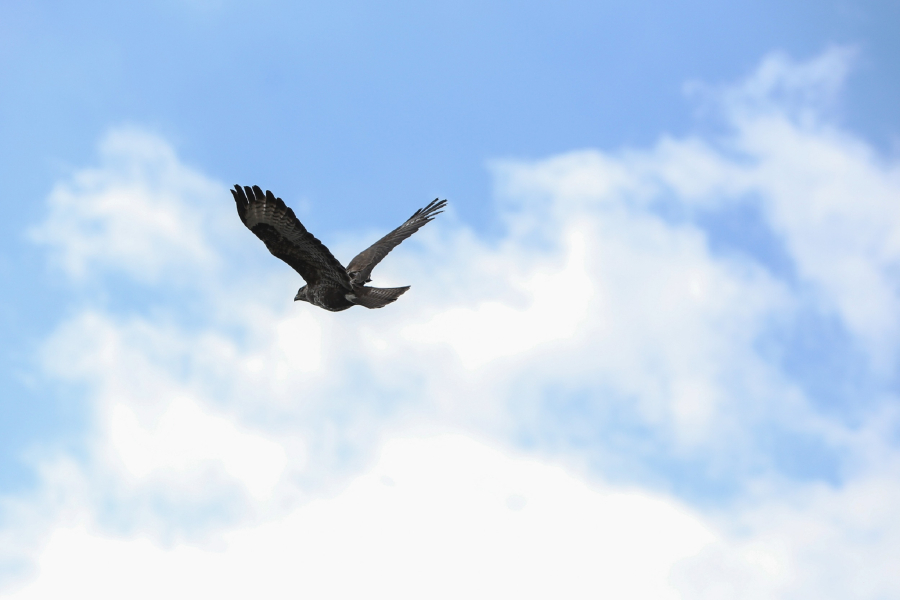 Οφειλόμενος αποχαιρετισμός