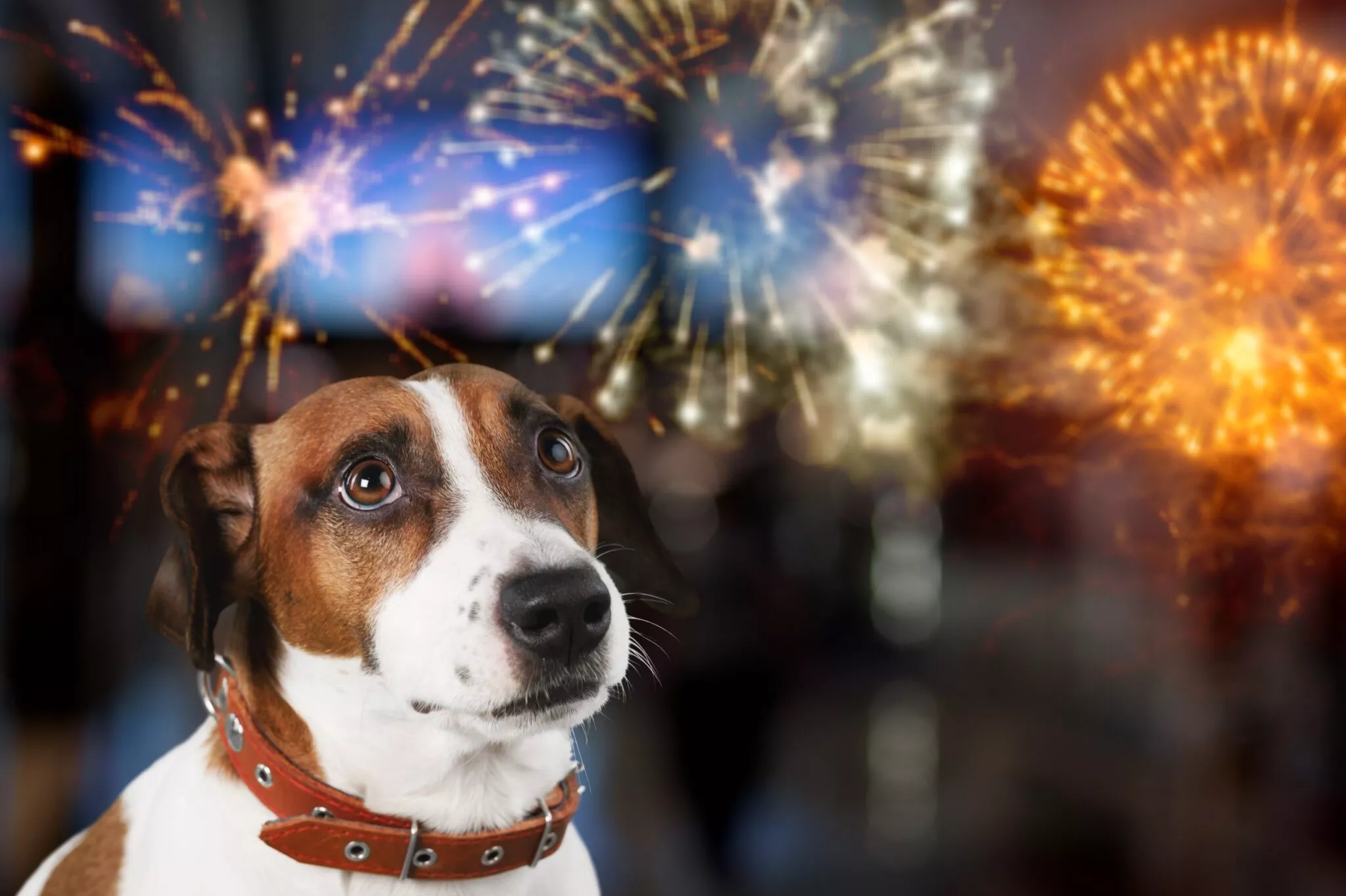 New Year's Eve and Fireworks: How to Protect Cats and Dogs from Stress