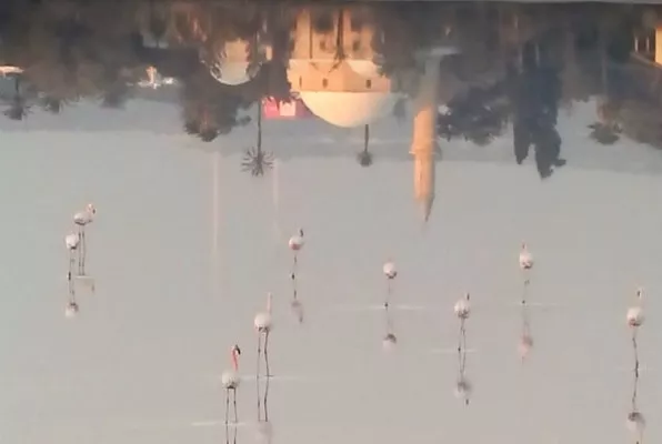 Φλαμίνγκο στην Αλυκή Λάρνακας: Άφιξη με ανησυχητική μείωση του πληθυσμού τους, λένε οι ειδικοί