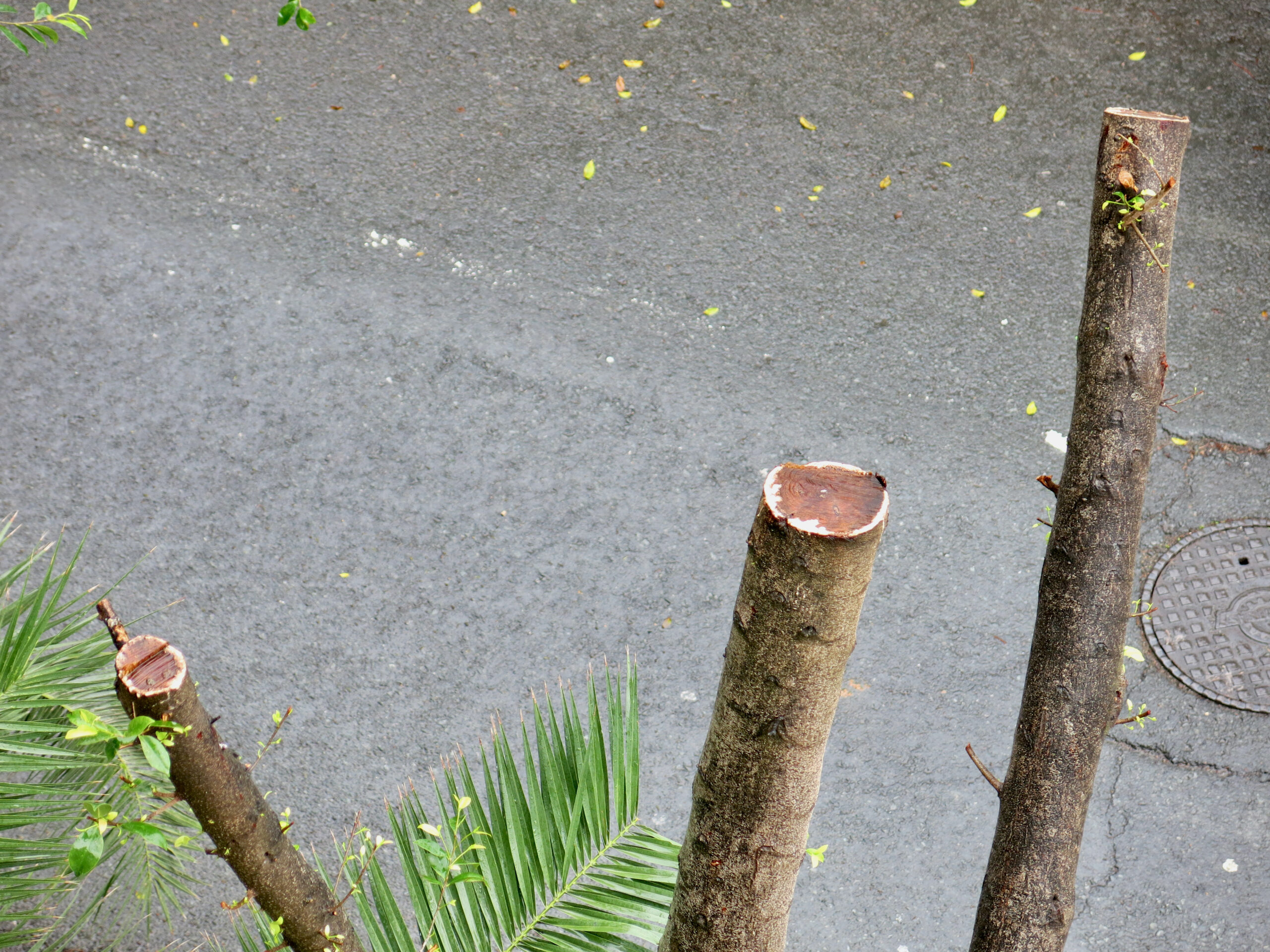 Μέλη-φαντάσματα