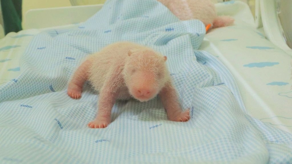 Μικρό θαύμα στην Ινδονησία: Γεννήθηκε το πρώτο μωρό panda (εικόνες)