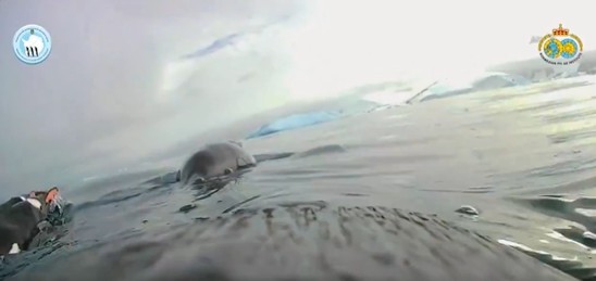 Antarctica: Life from a Penguin's Perspective – Stunning Footage Released
