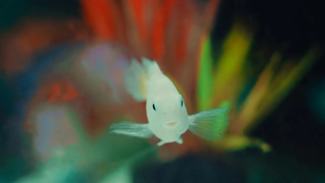 Αμαζόνιος: Ανακαλύφθηκε νέο ψάρι στο μέγεθος ενός νυχιού – Διαθέτει όργανο άγνωστο στην επιστήμη