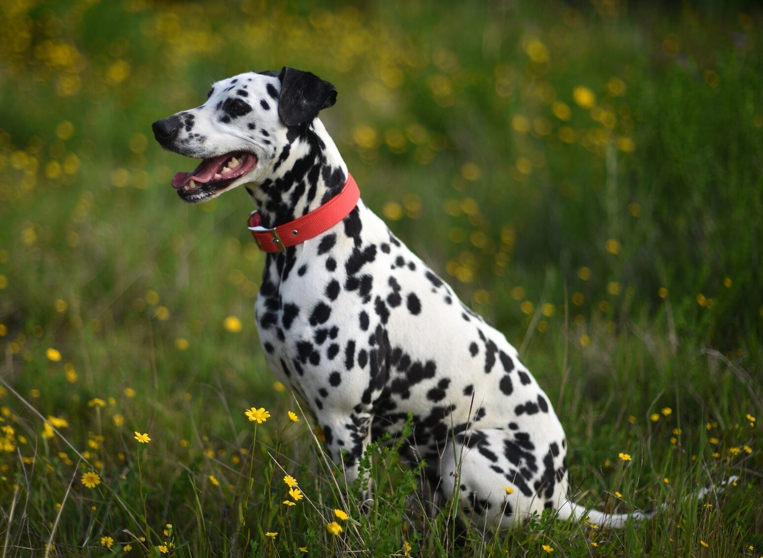 Περιλαίμια σκύλων: Τρεις απρόβλεπτοι κίνδυνοι που απειλούν την ασφάλεια του σκύλου – Ποιες είναι οι πιο ασφαλείς λύσεις