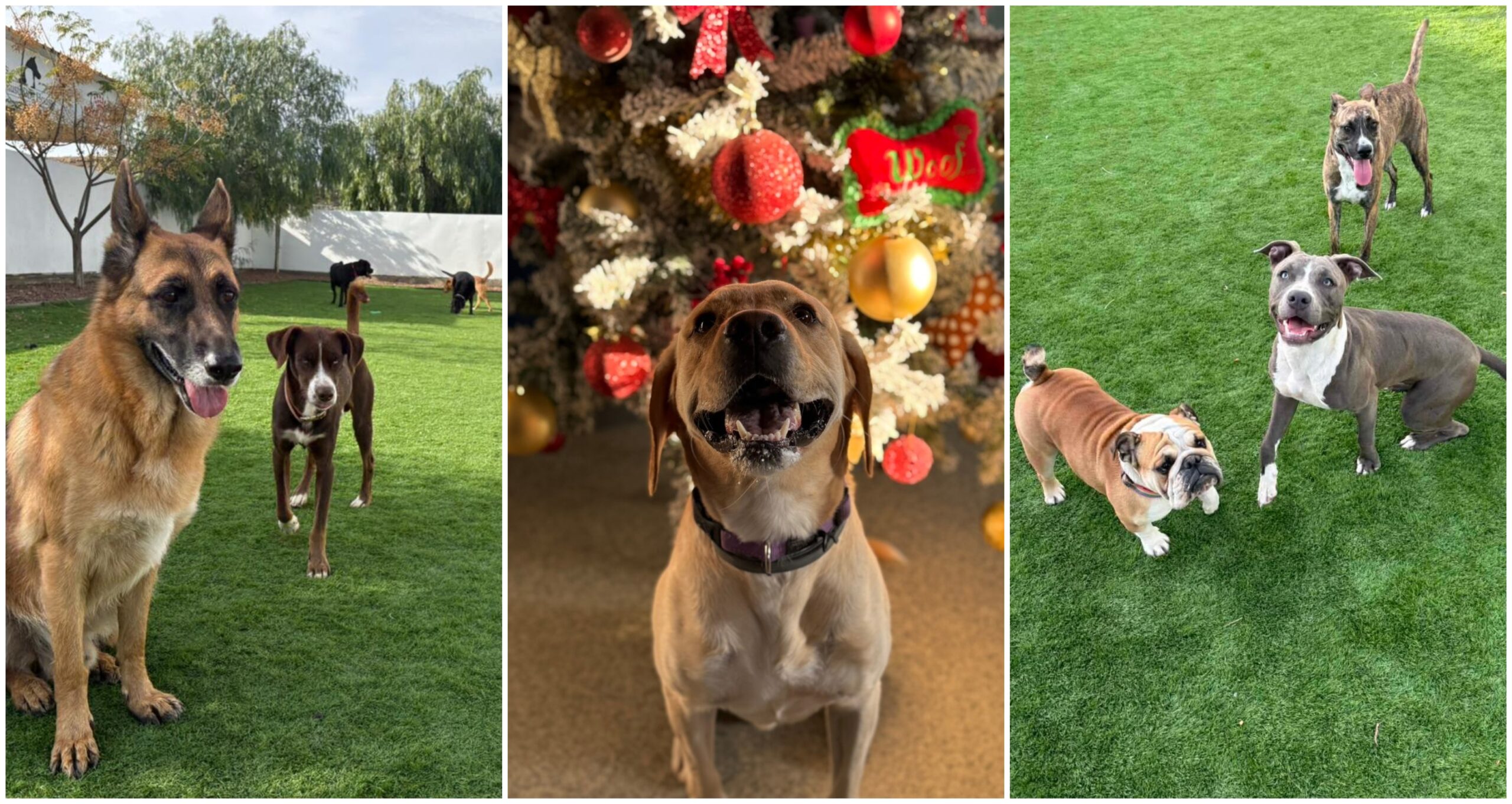 Ένα σχολείο σκύλων με «σχολικά» λεωφορεία στο Γέρι – Όαση χαράς για τα κατοικίδιά μας (εικόνες & βίντεο)