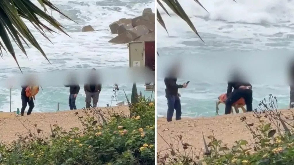 Οργή στη Βουλή για την κακοποίηση χελώνας στη Χλώρακα: Από επίπληξη μέχρι απόλυση οι ποινές