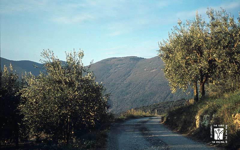 Olive Routes to Arrive in Paphos in 2026