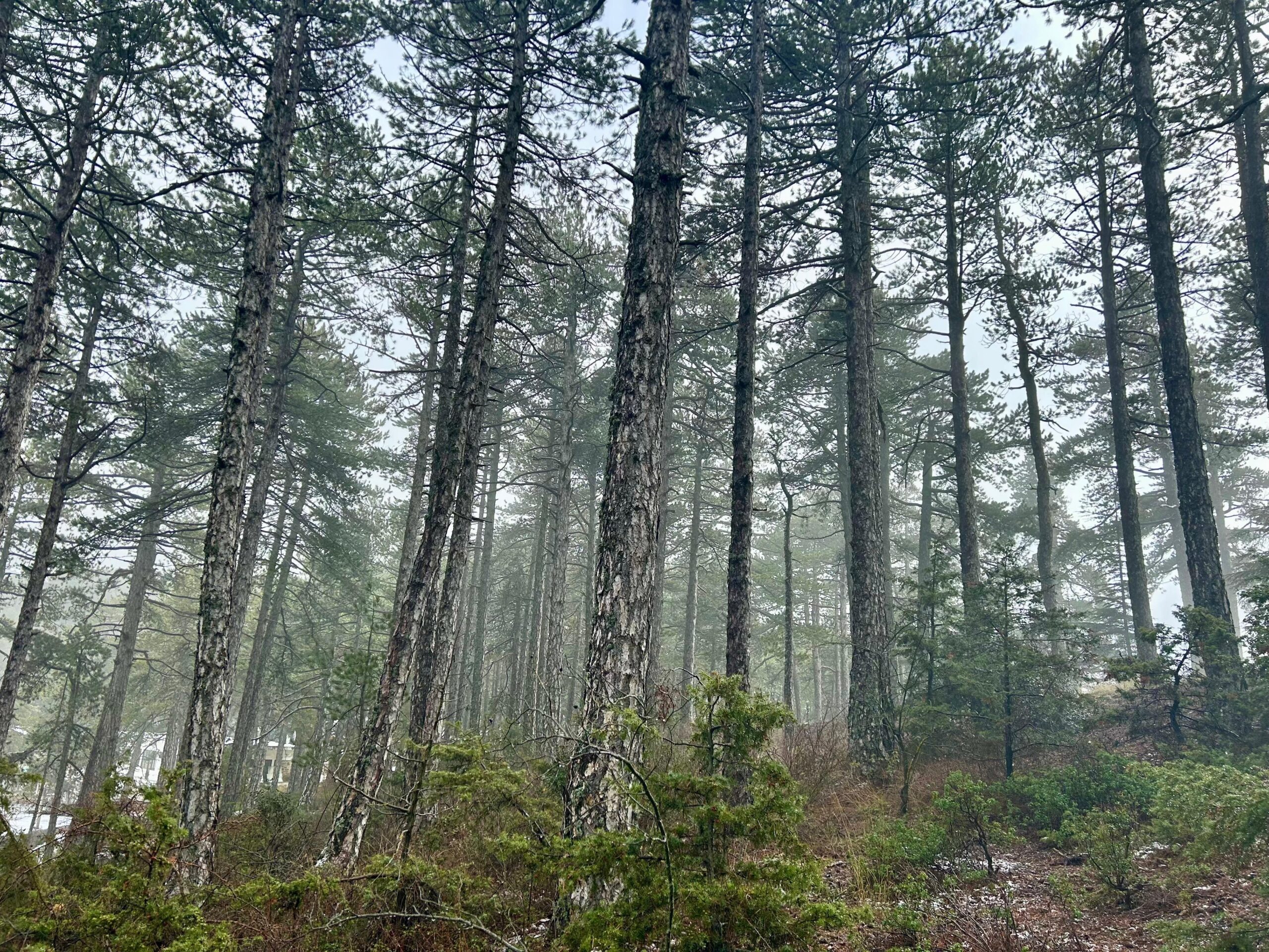 Στρατηγικό πλάνο δράσης Τμήματος Δασών 2026: Αντιμετωπίζουμε την κλιματική αλλαγή – Θωρακίζουμε τα κυπριακά δάση