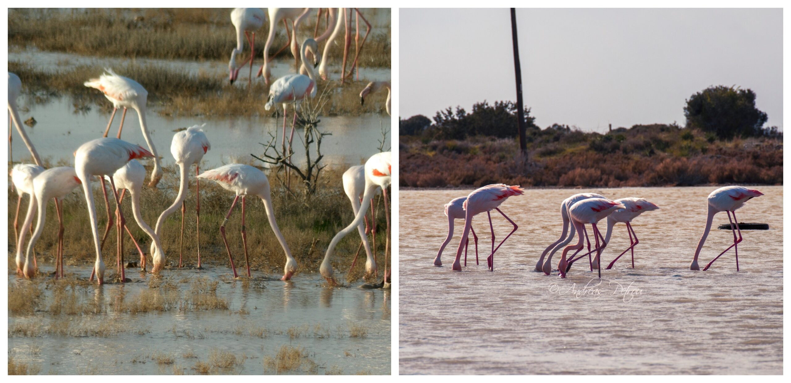 Εικόνες μοναδικής ομορφιάς από τα φλαμίνγκο στην Κύπρο – Δείτε την επίσκεψή τους σε Lady’s Mile και Παραλίμνι