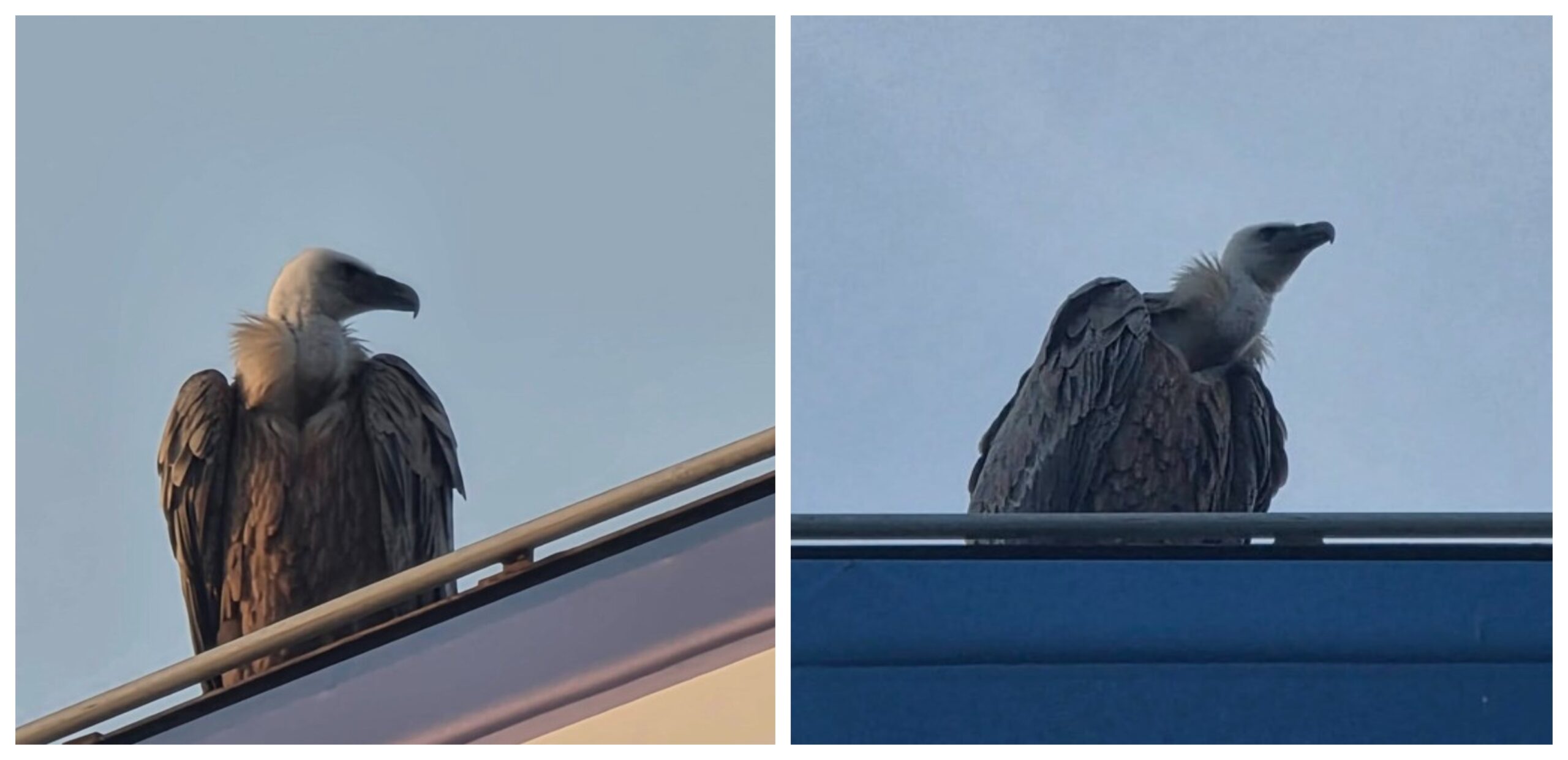 Sick Vulture Under Observation: Game and Fauna Service Attempts Capture