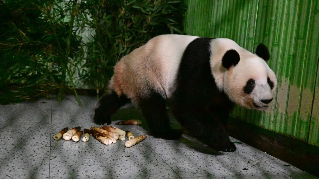 Η διπλωματία των πάντα: Έφτασαν στην Κίνα τα δίδυμα πάντα Σιάο Σιάο και Λέι Λέι – Οι πρώτες φωτογραφίες τους