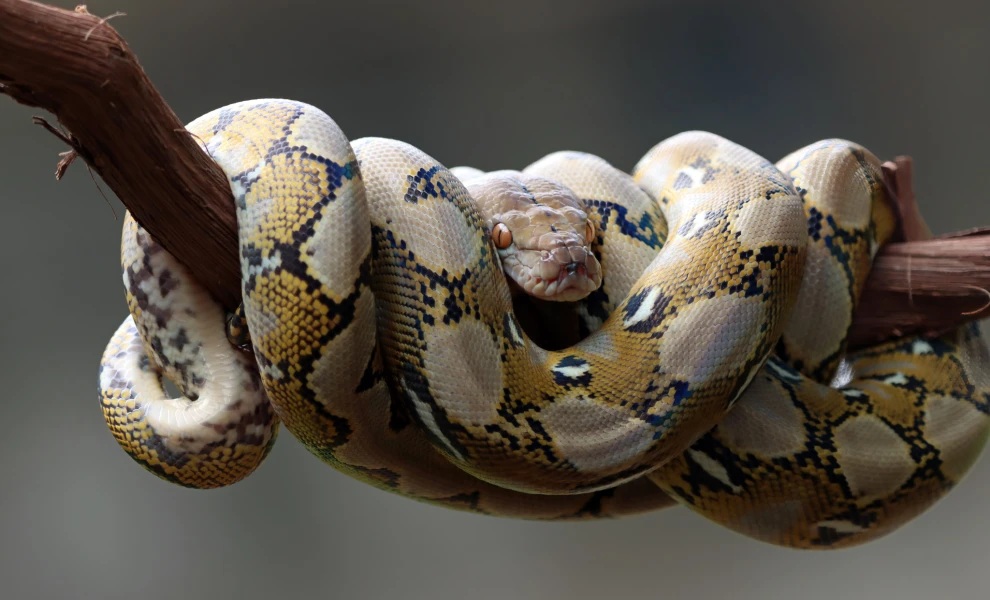 Αυστραλία: Γυναίκα ξύπνησε με ένα πύθωνα 2,5 μέτρων πάνω στο στήθος της – Πώς απεγκλωβίστηκε