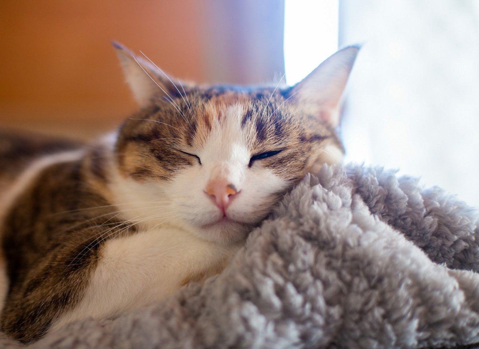 Can Cats Catch a Cold? What Owners Need to Know