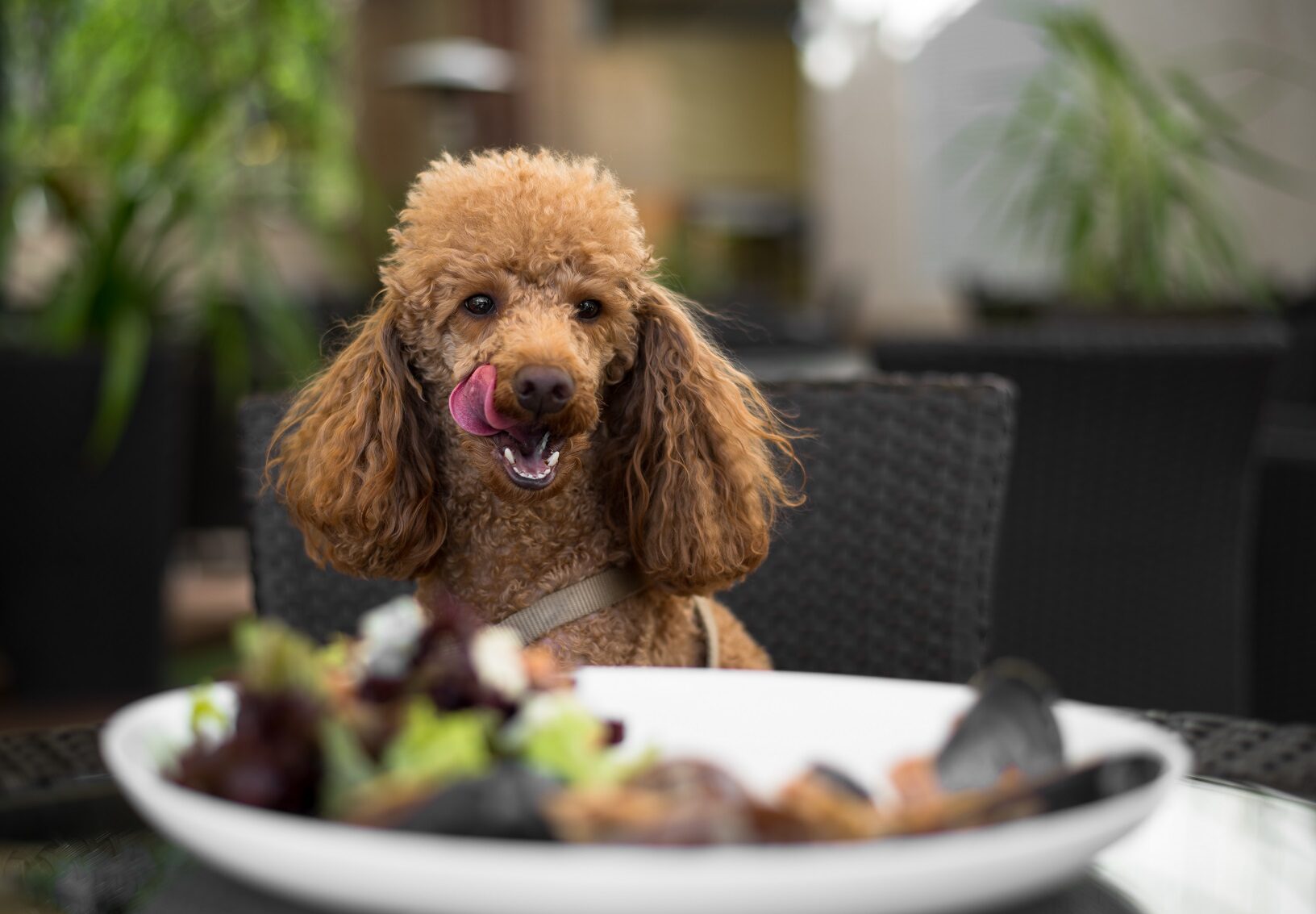 Αυτές είναι οι 5 τροφές που μπορούν να βλάψουν σοβαρά τον σκύλο σας