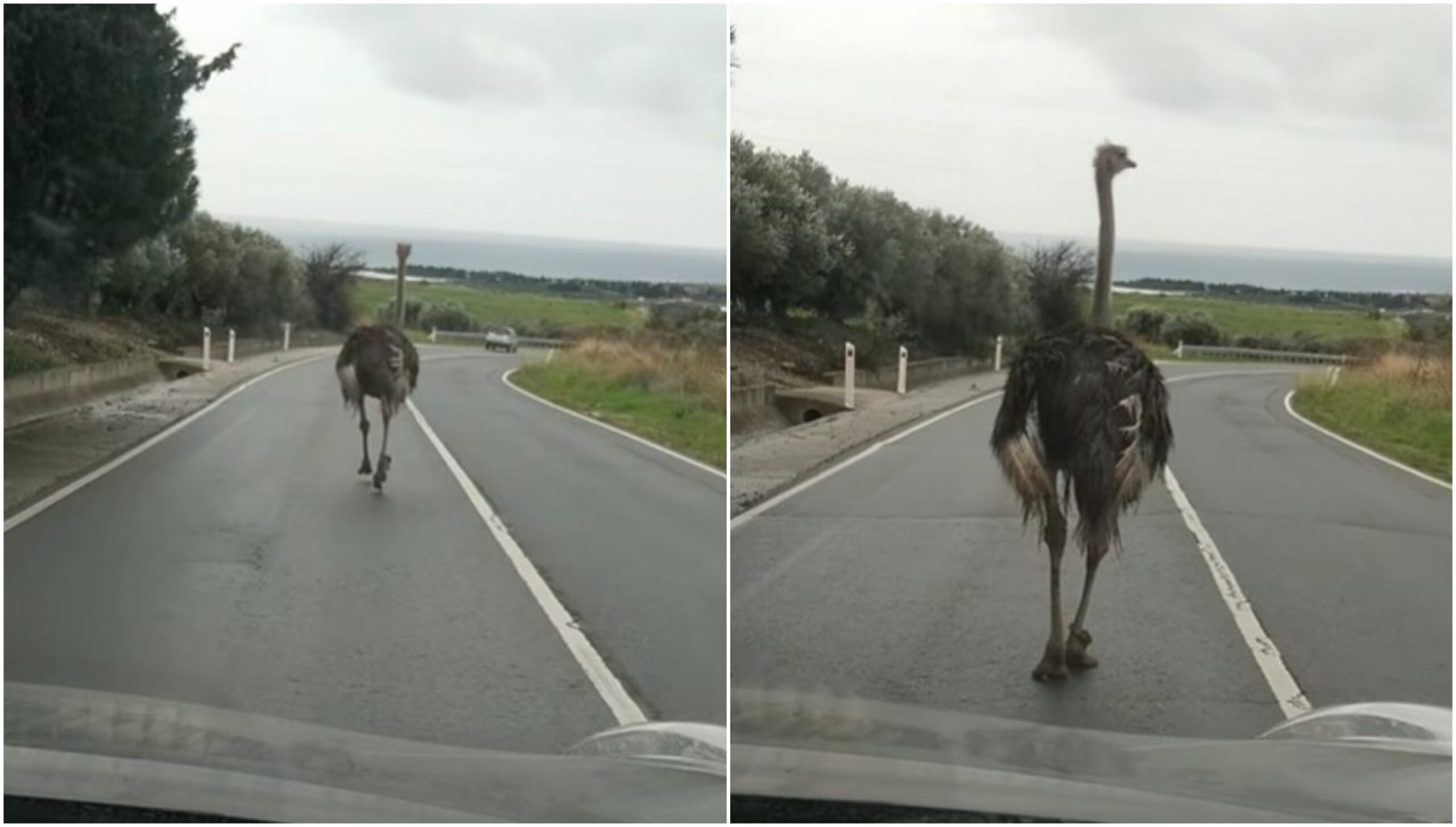 Στρουθοκάμηλος βγήκε για… βόλτα στους δρόμους της Πάφου – Έρευνες από την Αστυνομία (βίντεο)