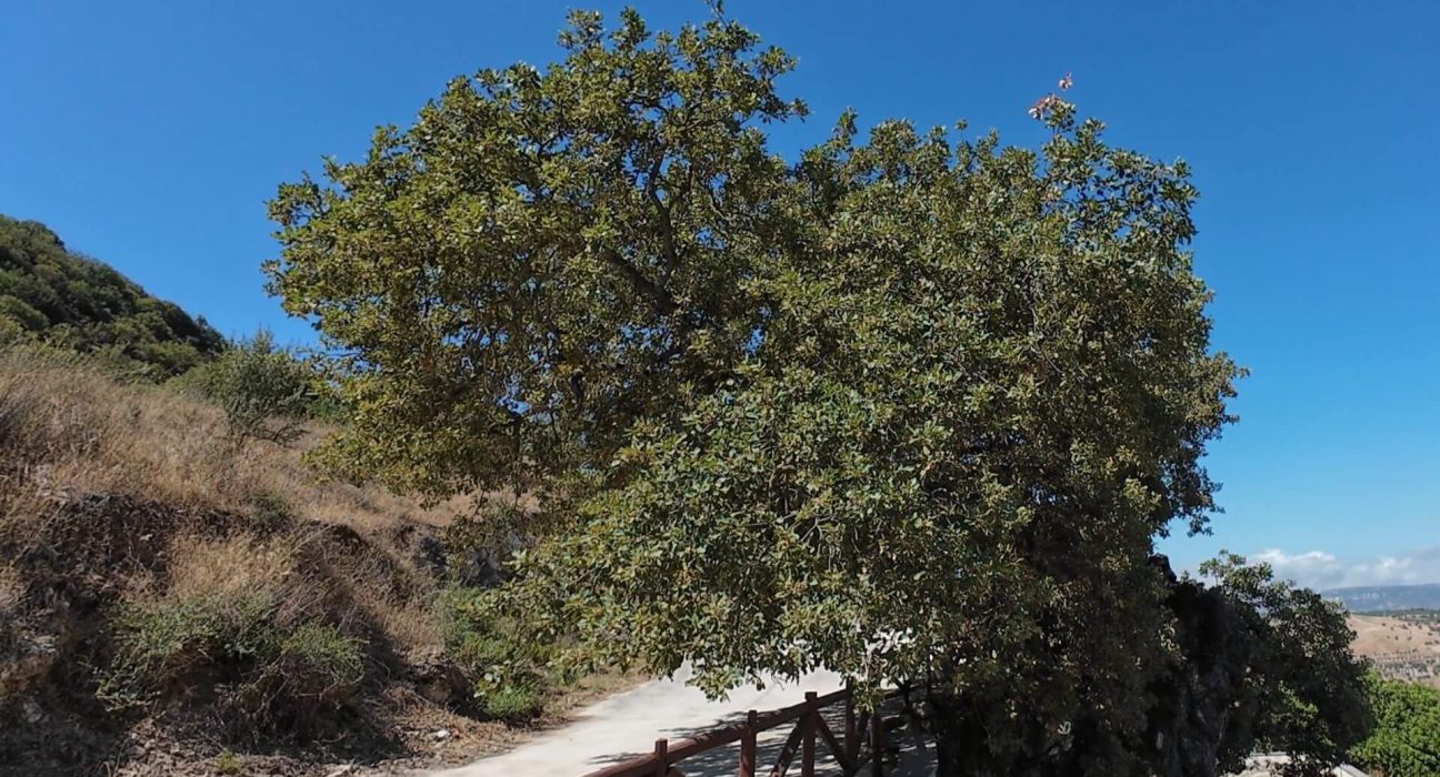 A Centuries-Old and… Smart Oak Tree in Fyti