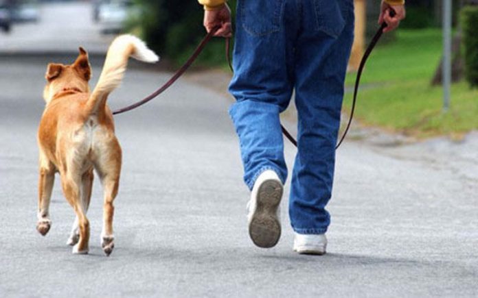 Πρόταση για θεσμική αναγνώριση των σκύλων συνοδών – Ενστάσεις και παρατηρήσεις για την αρμόδια αρχή εκπαίδευσης, πιστοποίησης και το διοικητικό κόστος